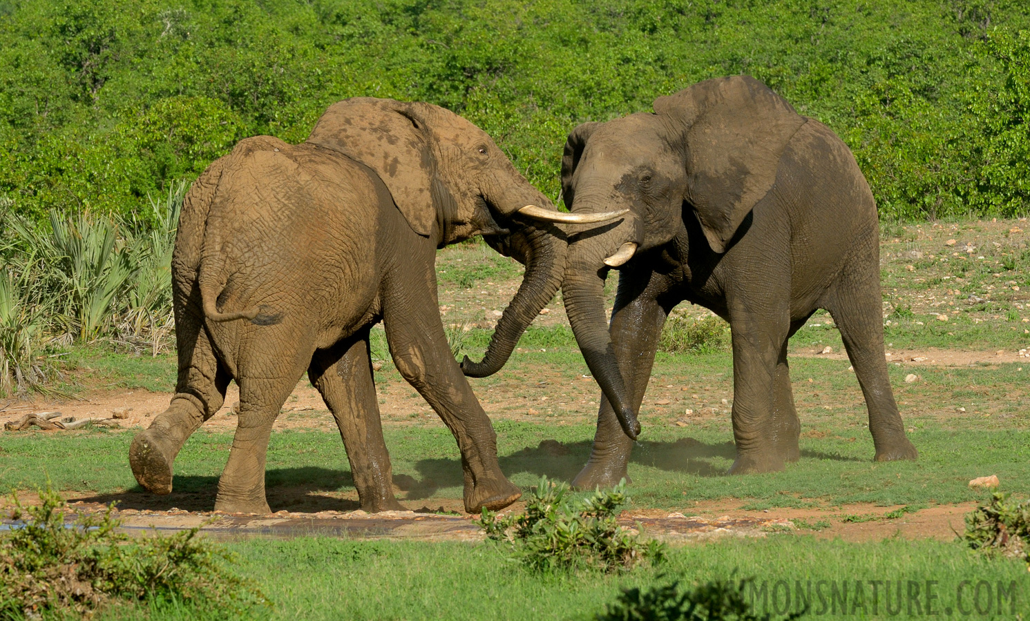 Loxodonta africana [280 mm, 1/640 sec at f / 14, ISO 1000]